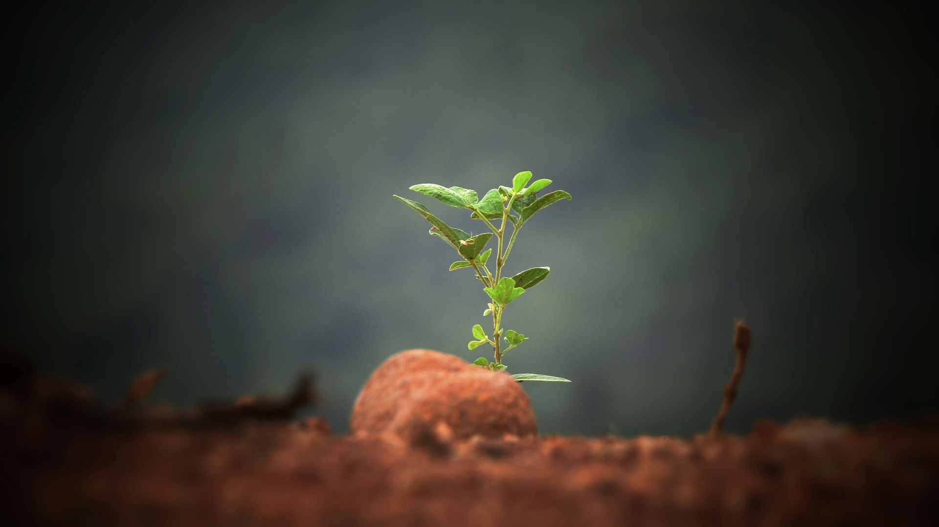 Seedling growing up through soil