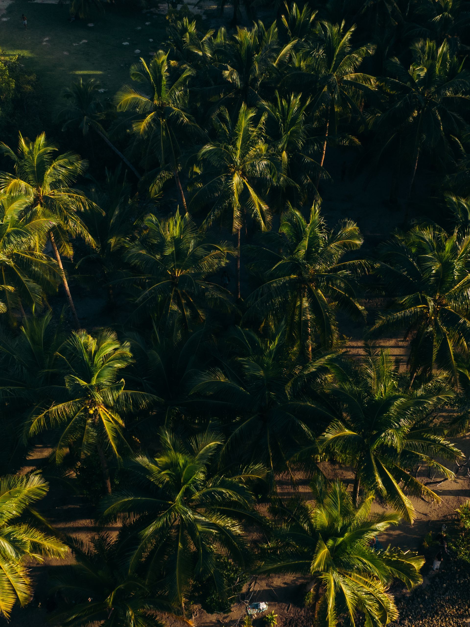 An aerial view of a lush, dense palm tree grove, bathed in warm, golden sunlight filtering through the canopy.
