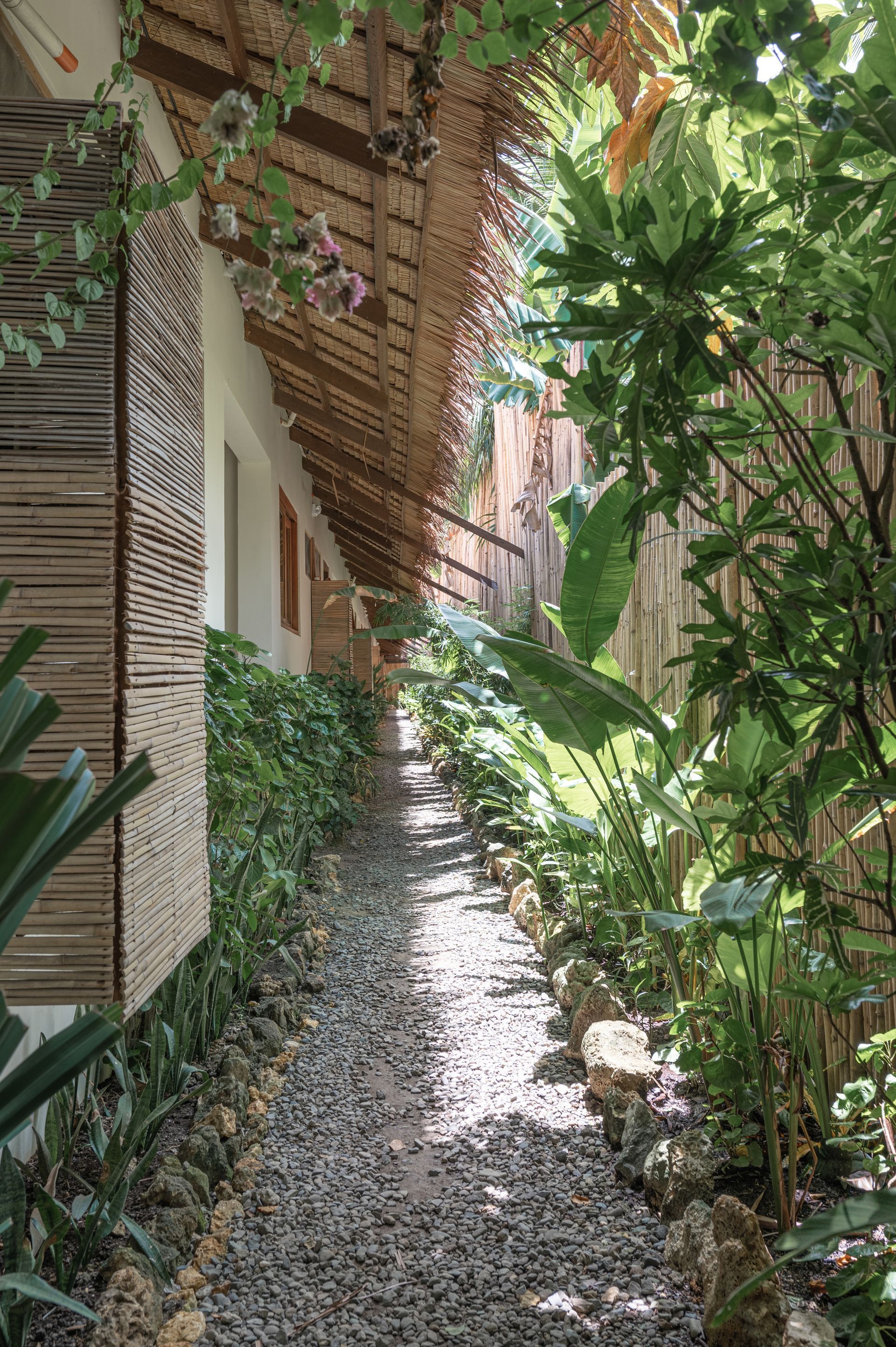 A narrow gravel path lined with tropical plants and a building with a thatched roof.