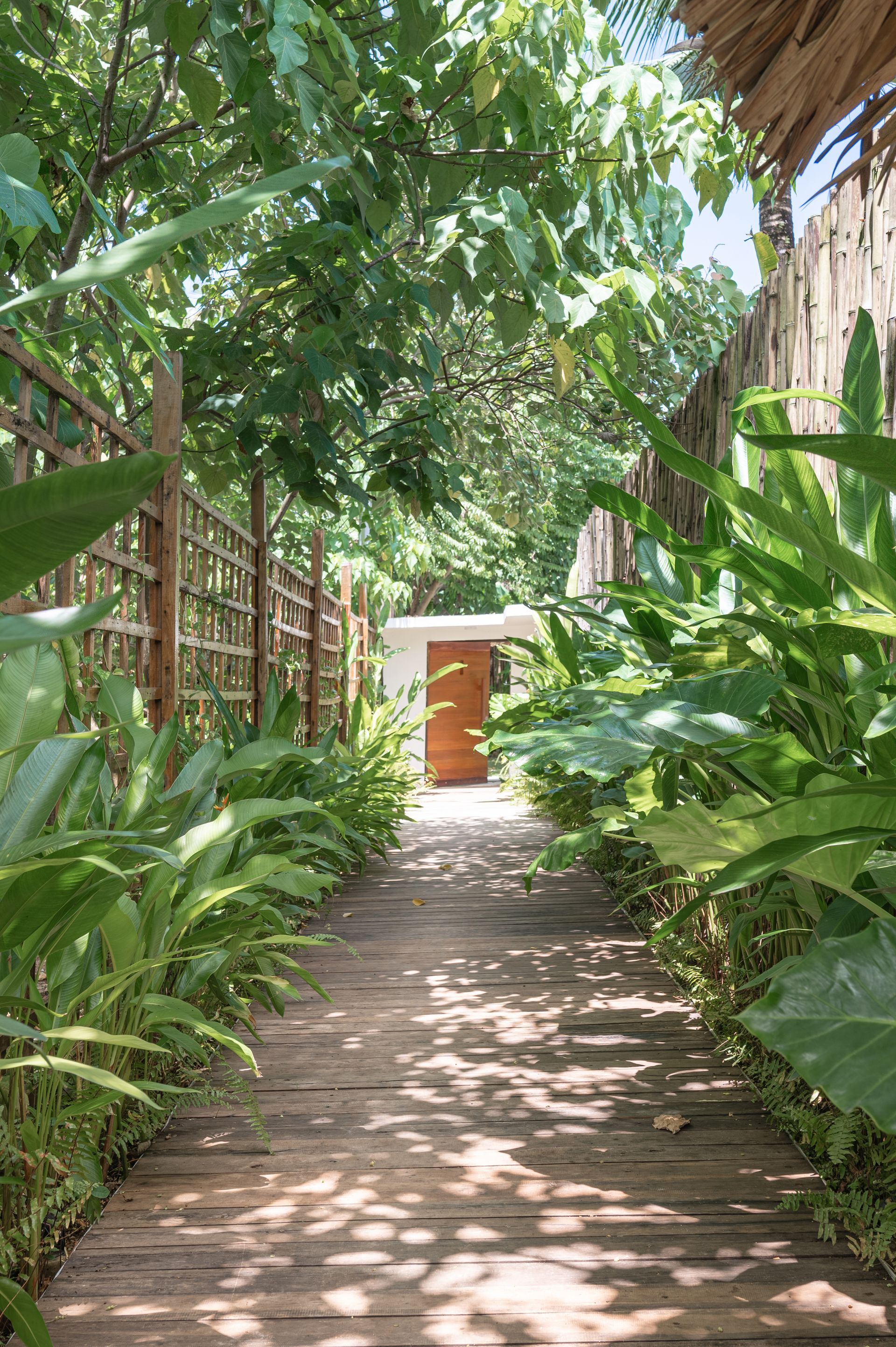 A wooden walkway leads through a lush, green garden path toward a small, white structure with a brown wooden door.