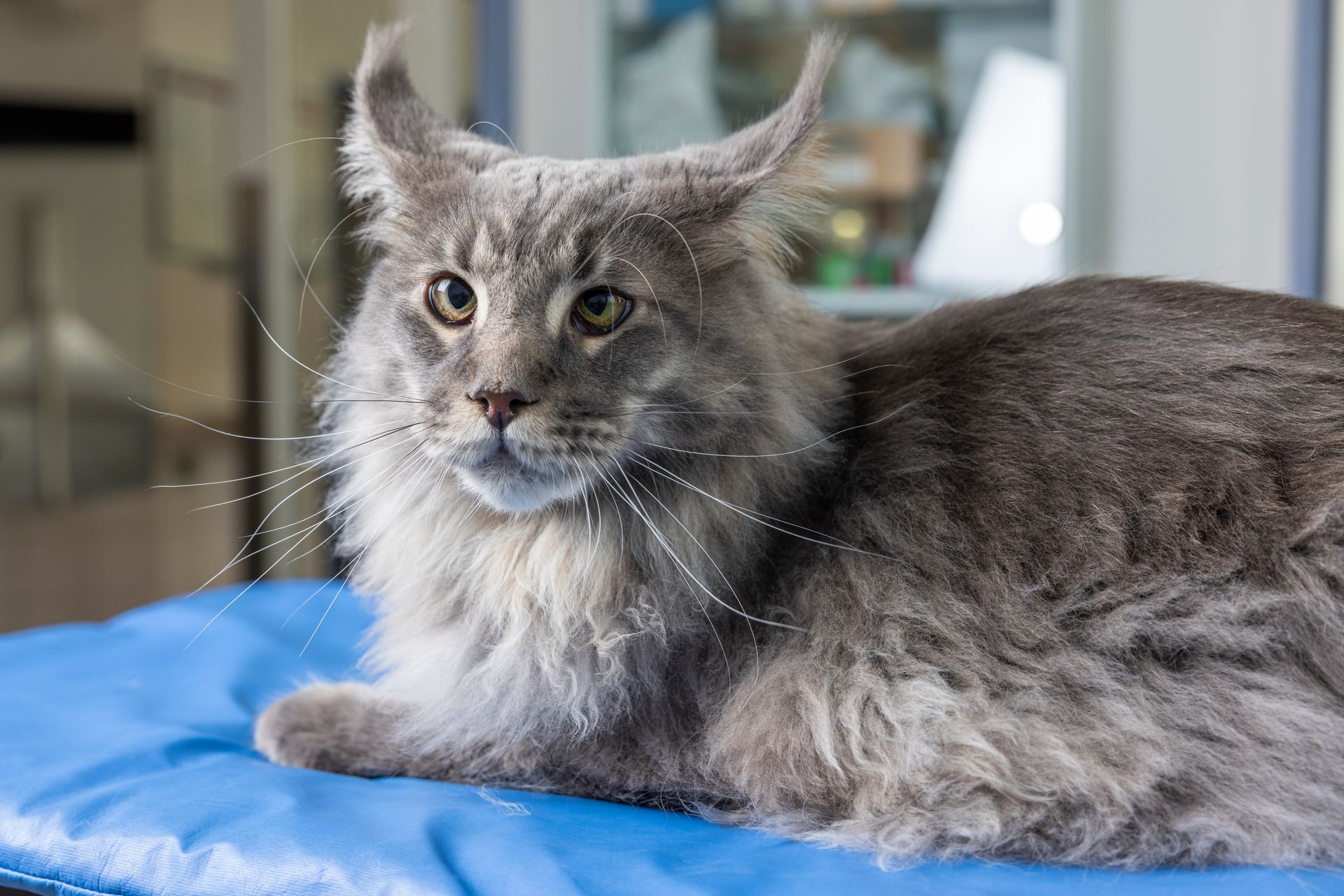 Un chat gris est allongé sur une couverture bleue sur une table.