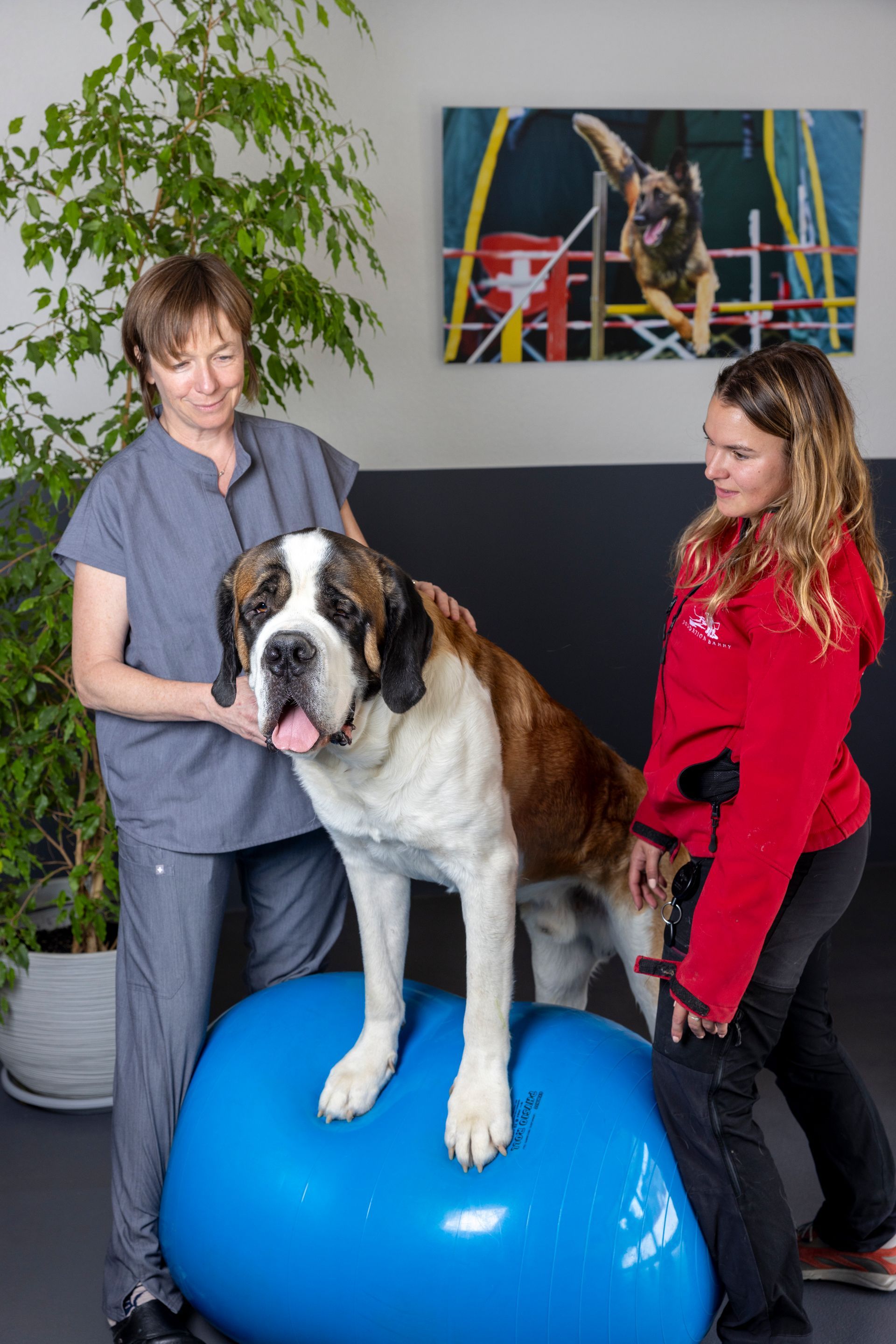 Un gros chien brun et blanc se tient debout sur un ballon d'exercice bleu.