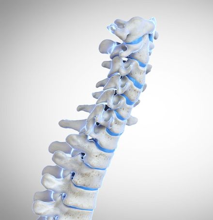 Renderização 3D da coluna vertebral humana, vista de lado, em branco e azul.