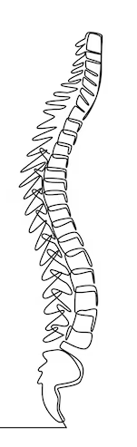 Ilustração em preto e branco da coluna vertebral humana vista de lado.