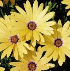 Several bright yellow African daisy flowers with dark purple centers clustered together against dark foliage.