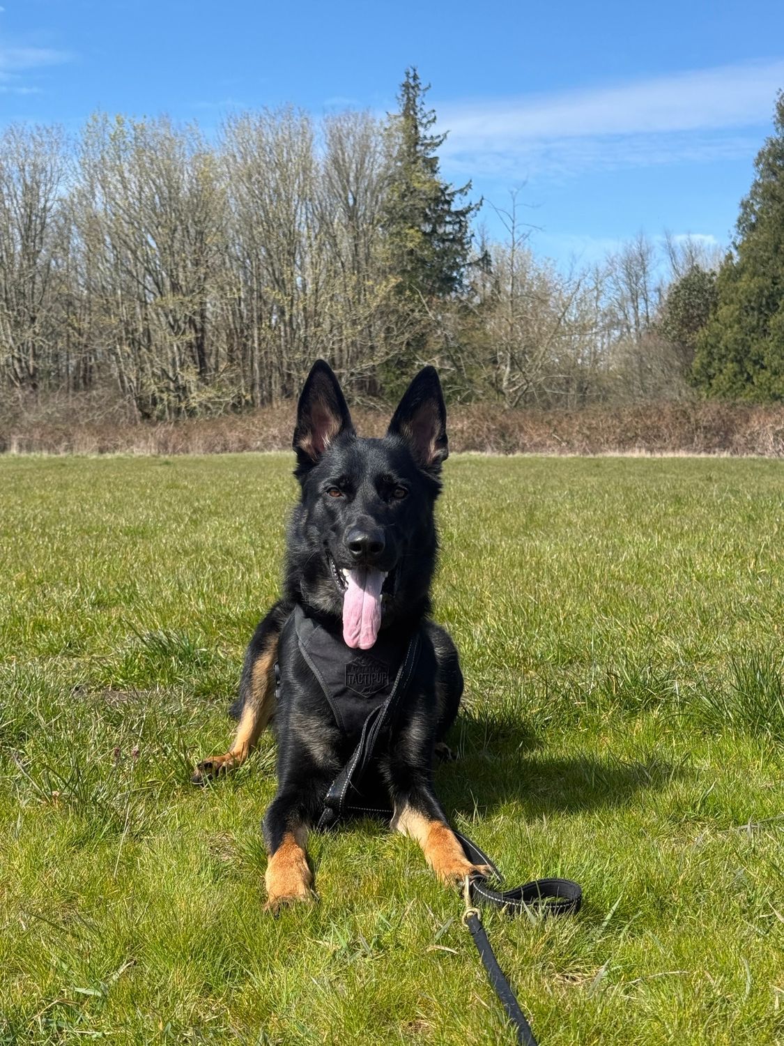 Black-and-tan dog lying in grass with tongue out, in a sunny field with trees and blue sky.