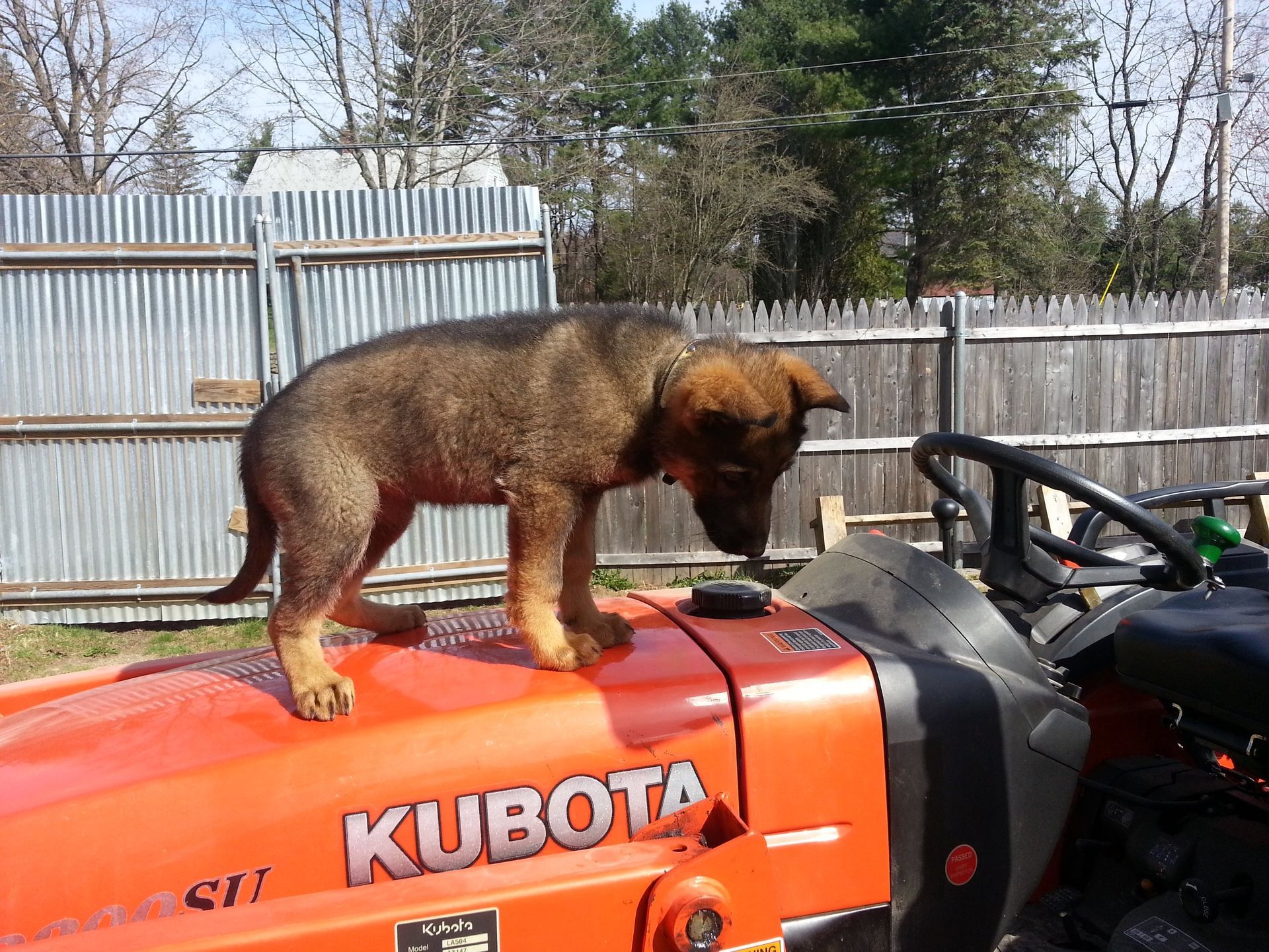 Fox standing on an orange Kubota tractor in a fenced yard