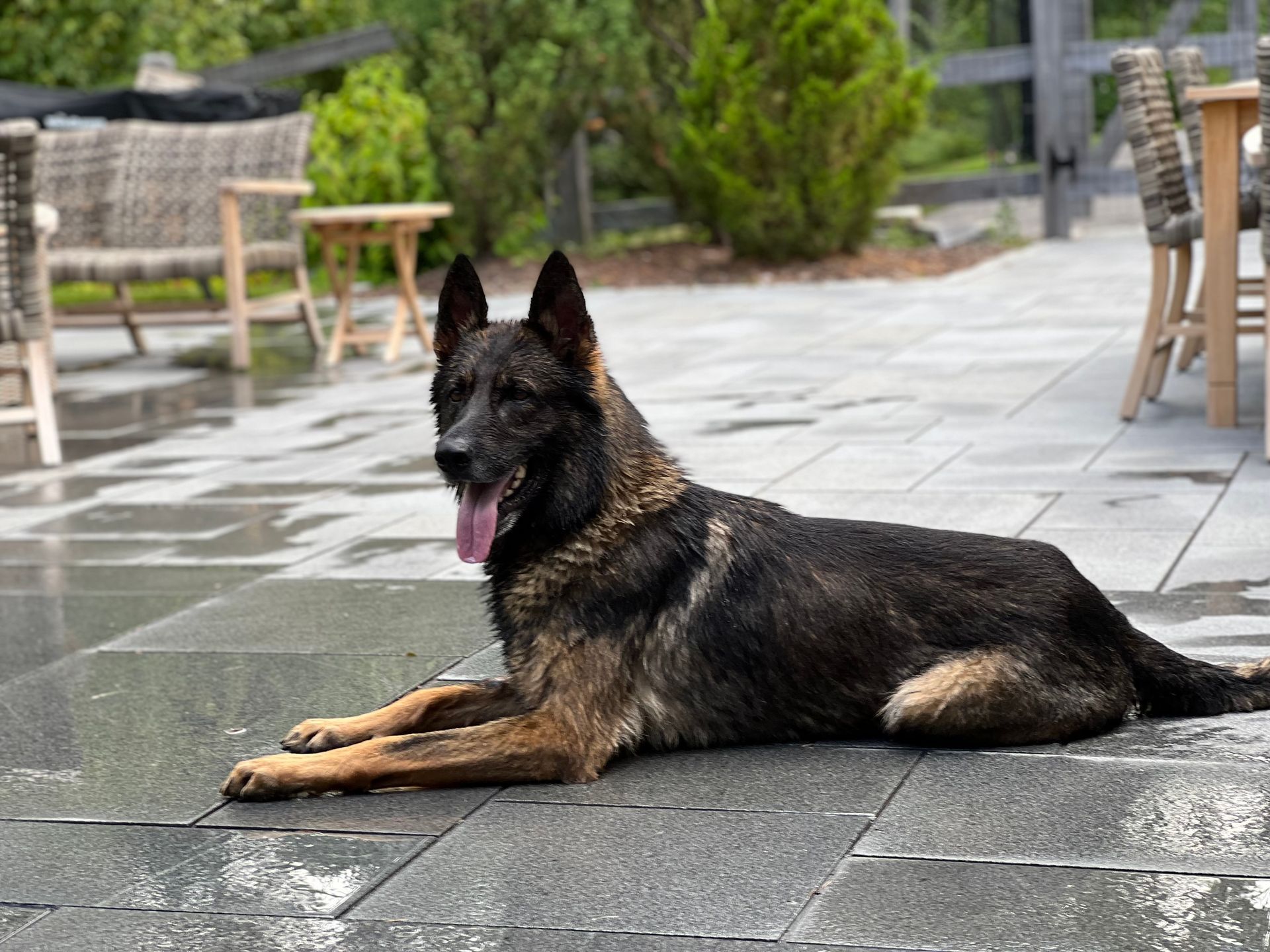 German shepherd lying on a wet stone patio, tongue out, with outdoor chairs and greenery in the background