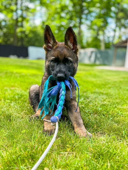 A brindle German Shepherd puppy sits on green grass, holding a frayed blue and teal rope toy in its mouth.
