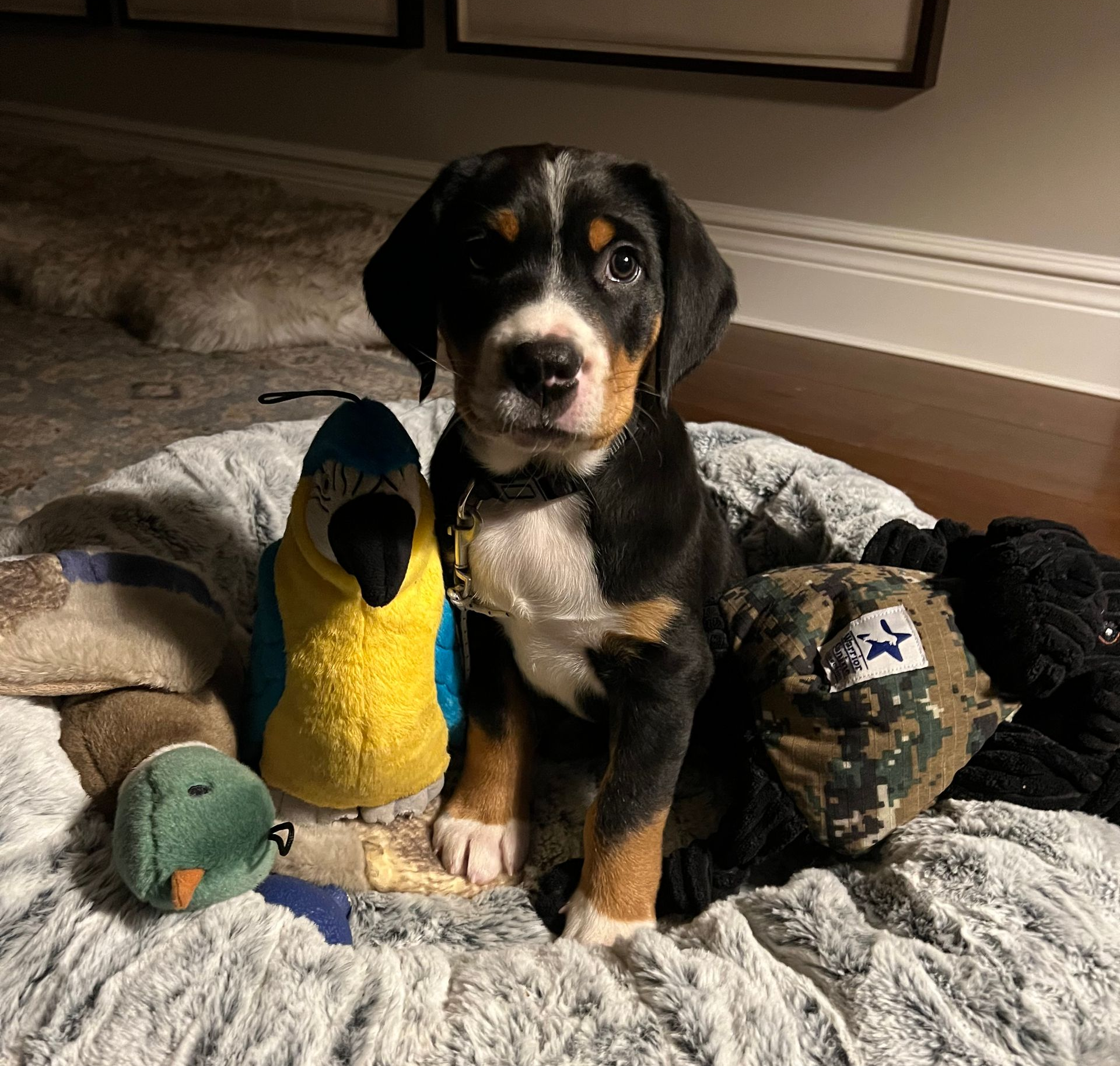 A puppy sits in a plush dog bed surrounded by several colorful stuffed animal toys.