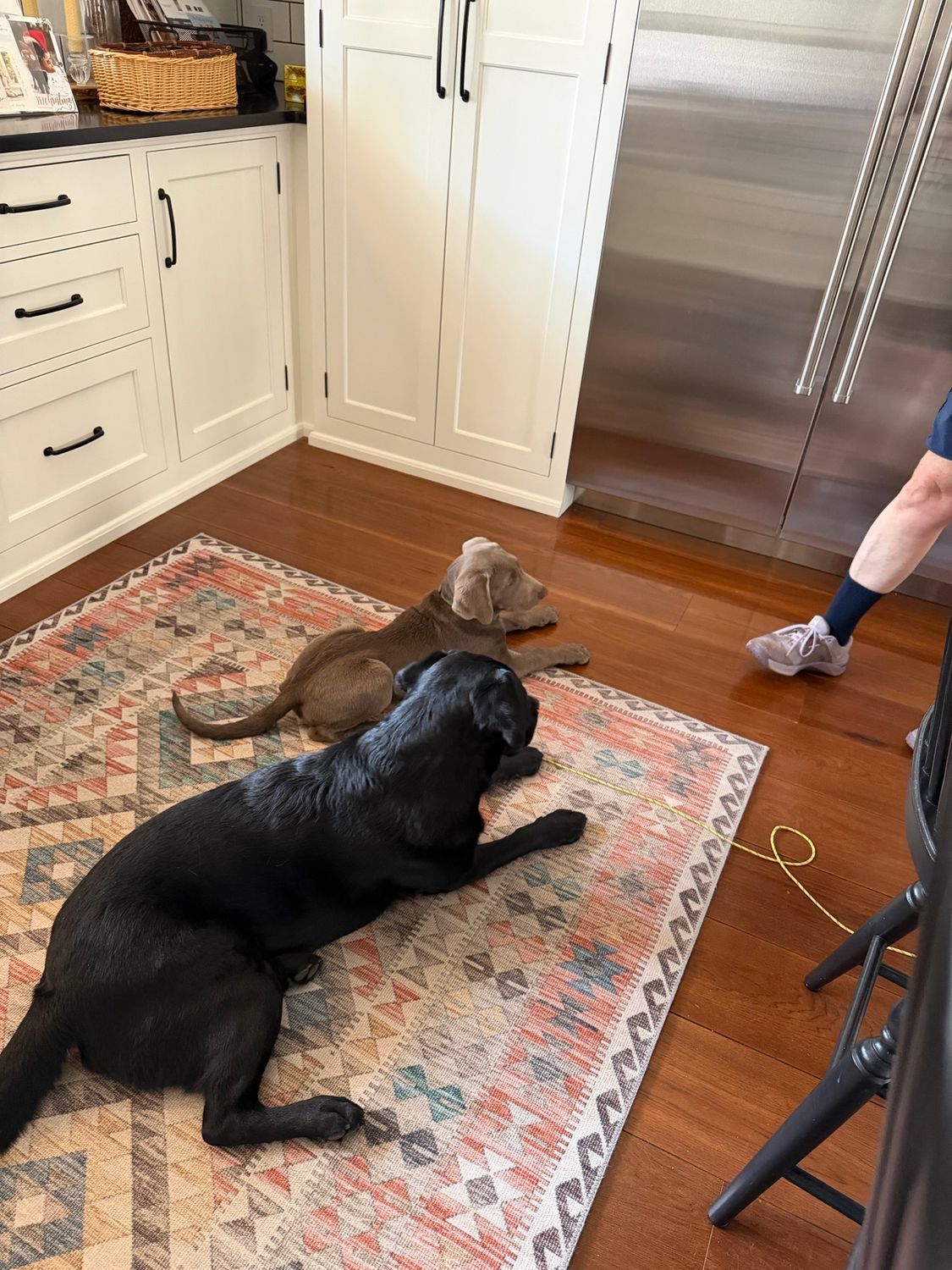 Two dogs lying on a patterned rug in a kitchen, beside a person’s legs and a stainless-steel fridge.