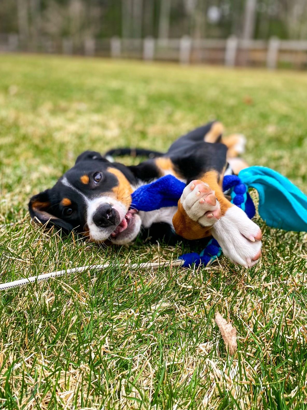 Black-and-white puppy lying on grass, chewing a blue plush toy outdoors