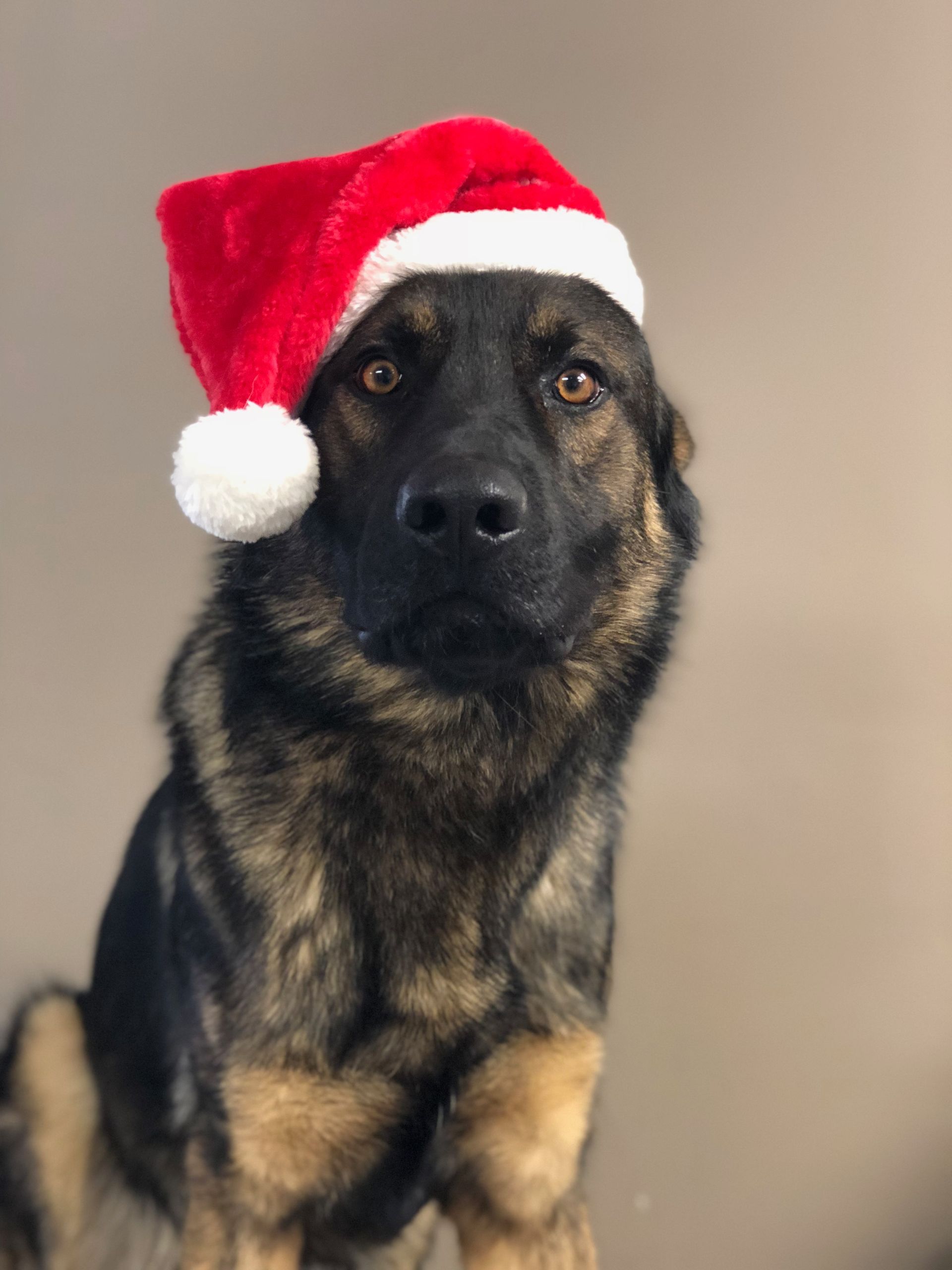 German Shepherd wearing a red-and-white Santa hat, sitting against a plain background