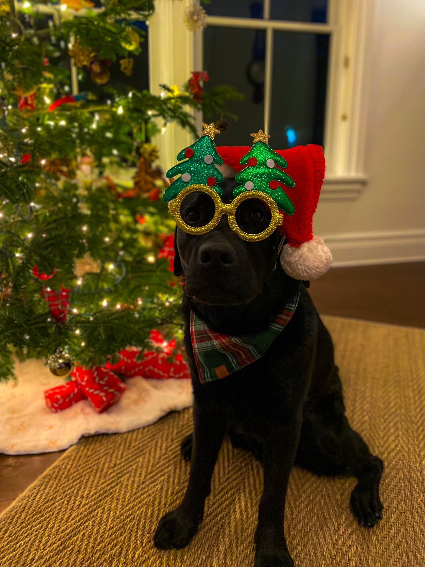 Black dog in Christmas hat and glitter glasses beside a decorated tree and gifts