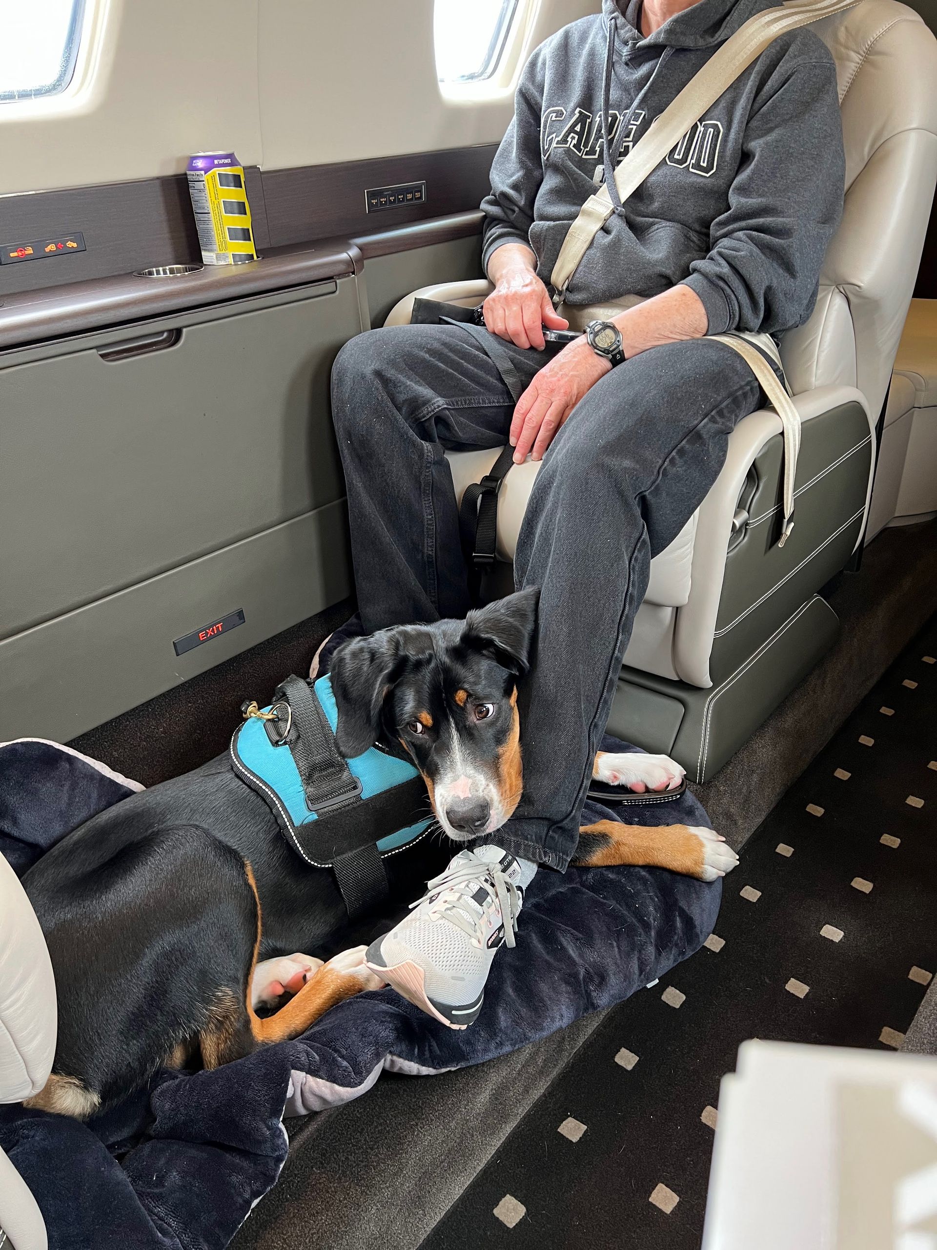 Two dogs lying together on a private jet seat, one wearing a blue harness.