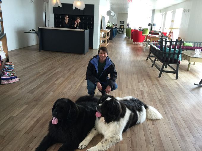 A person kneels behind a solid black dog and a black-and-white dog on a wooden floor in a hotel lobby.