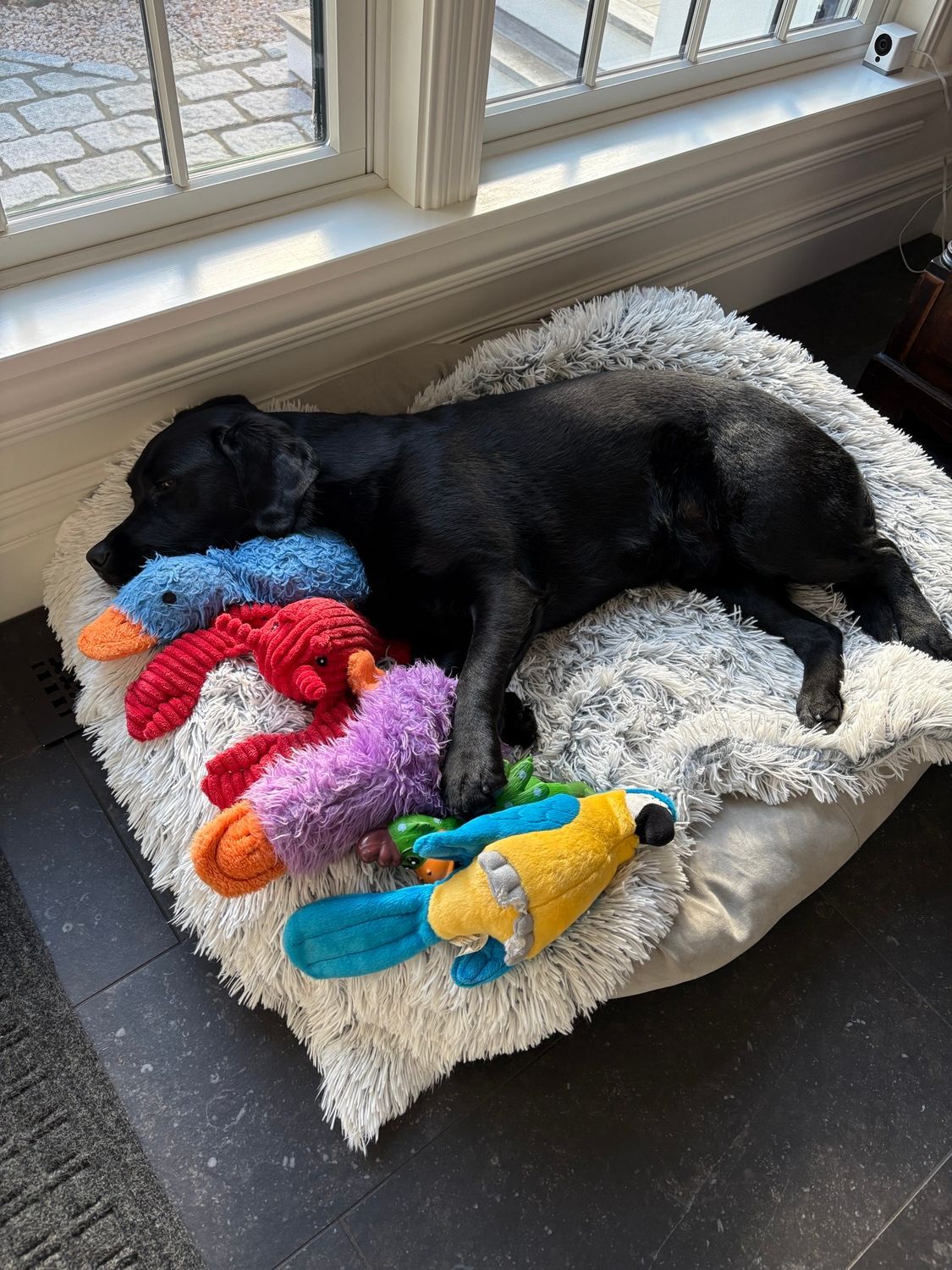 Black dog sleeping on a white bed with colorful plush toys by a window