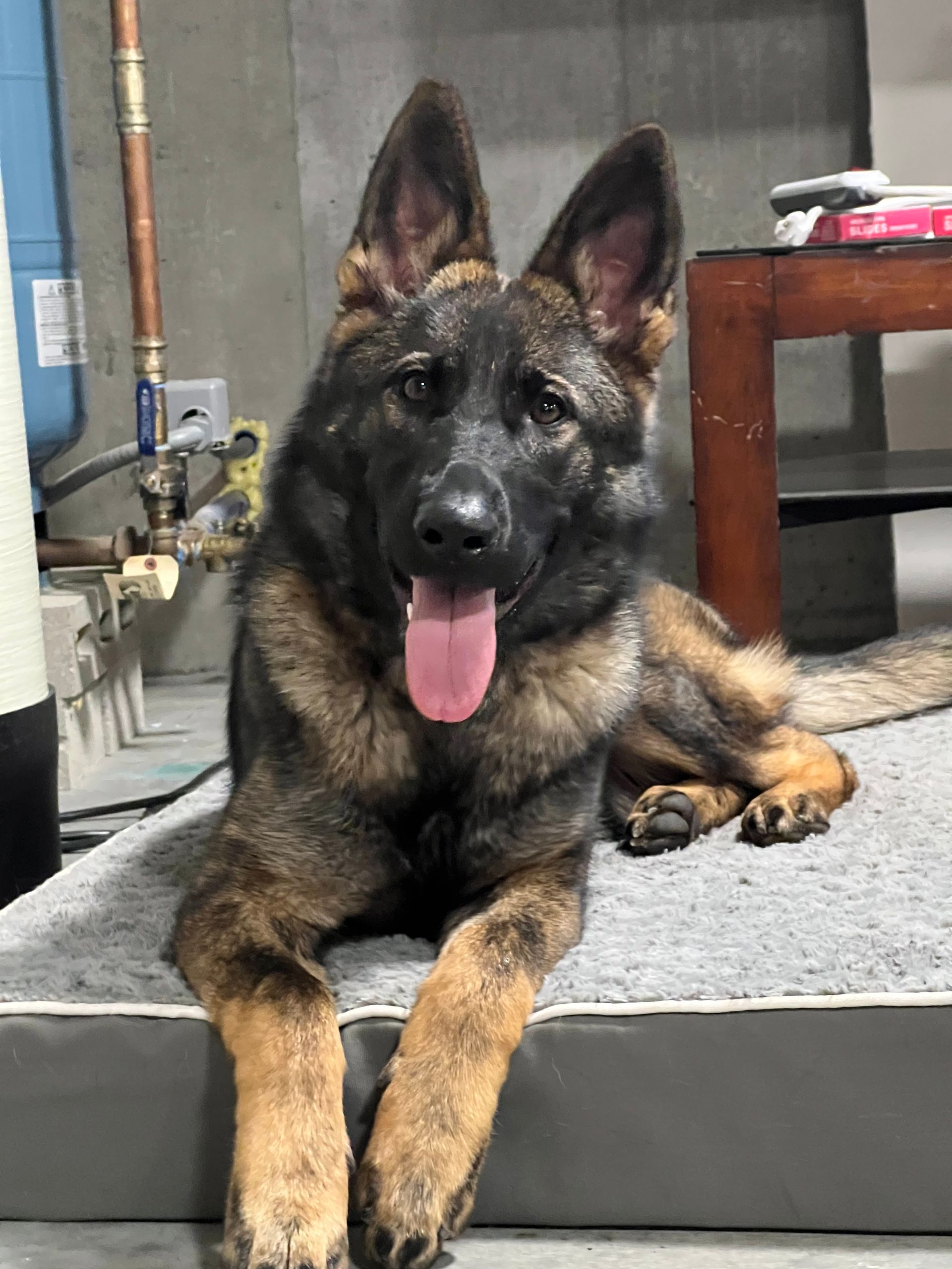 German shepherd lying on a step, tongue out, in an indoor room