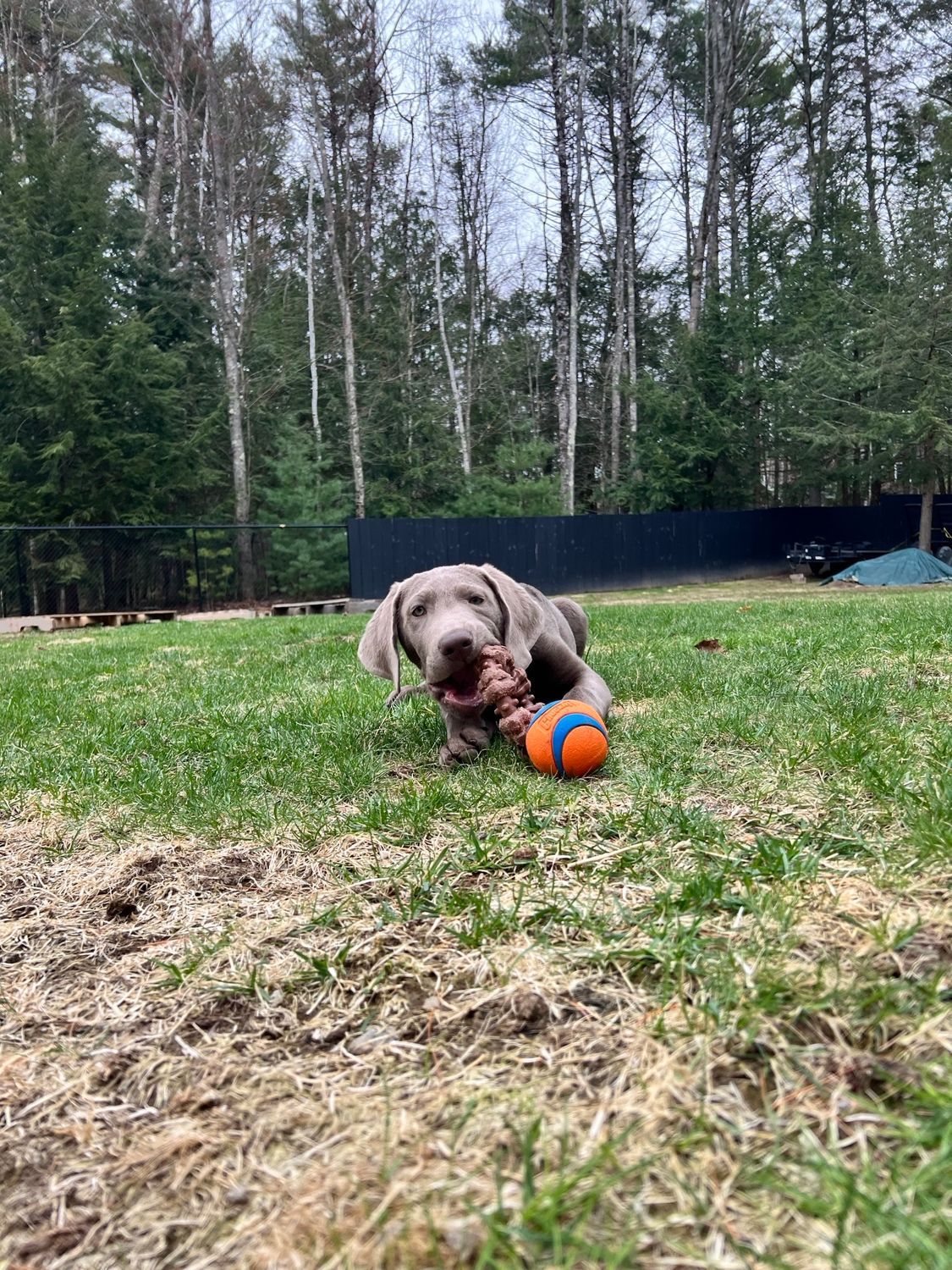 Gray dog lying on grass with a blue and orange ball in a wooded yard