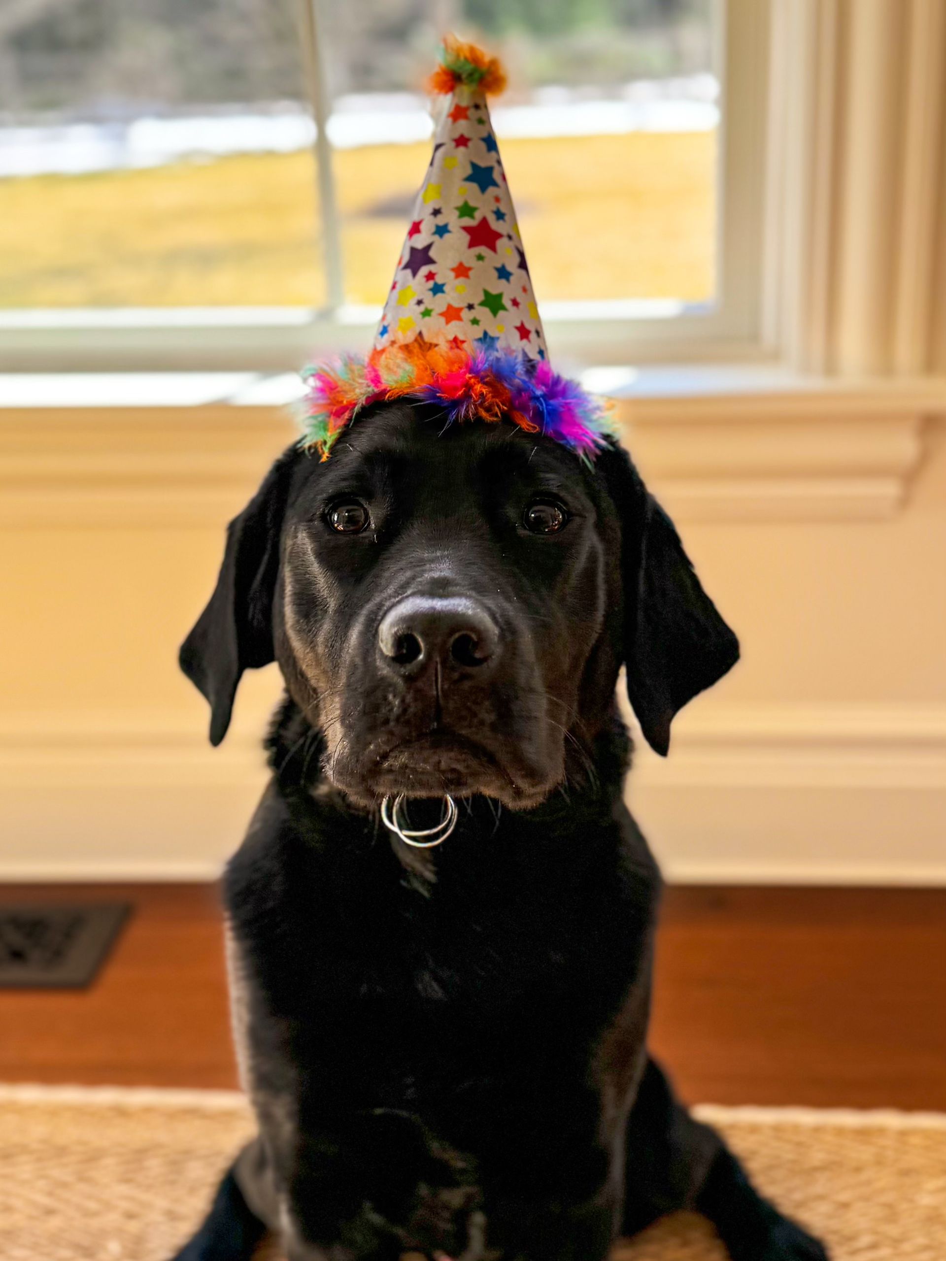 Black dog wearing a colorful party hat, sitting indoors by a window.