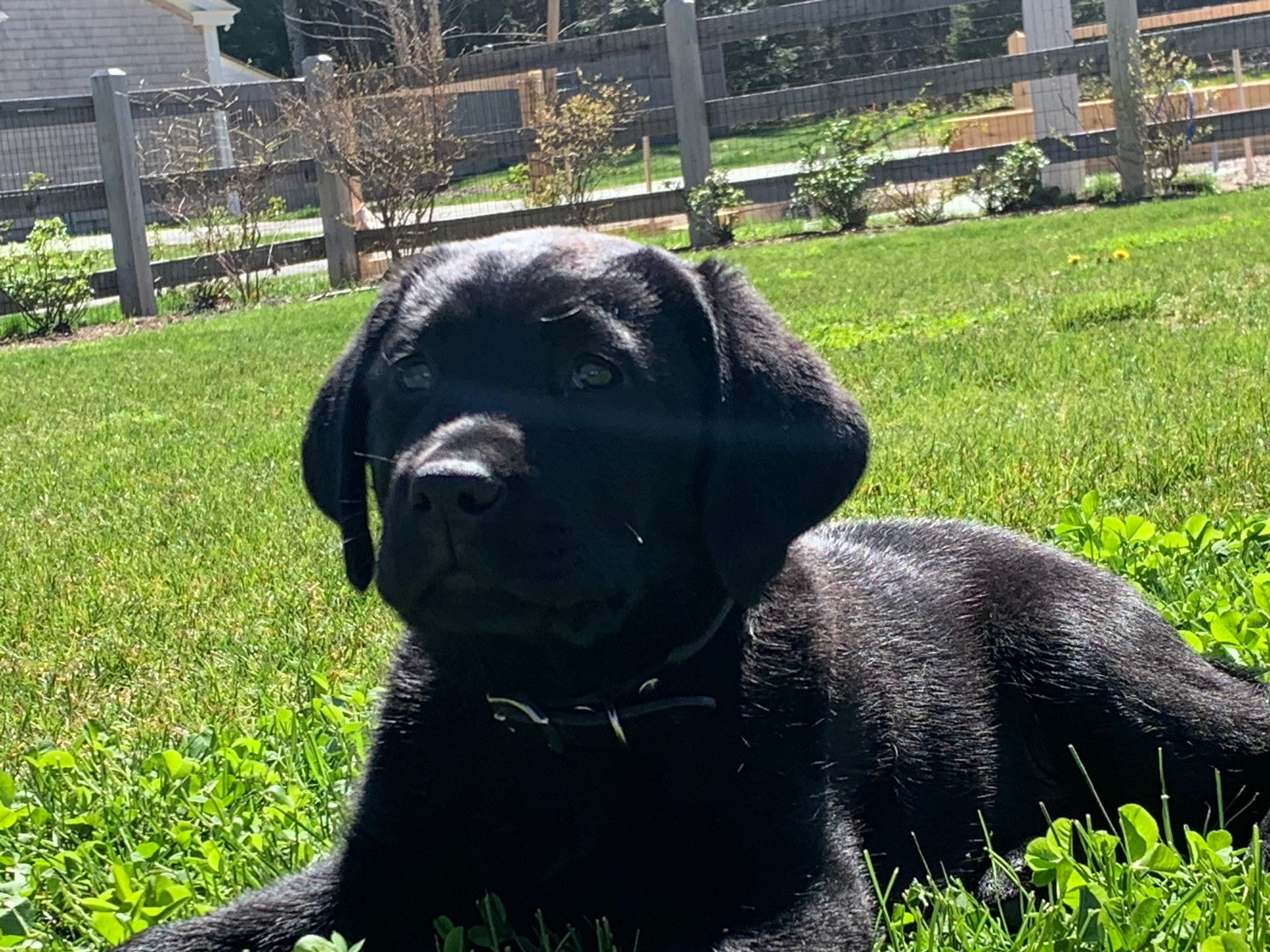 Black puppy lying in green grass outdoors with a fenced yard in the background