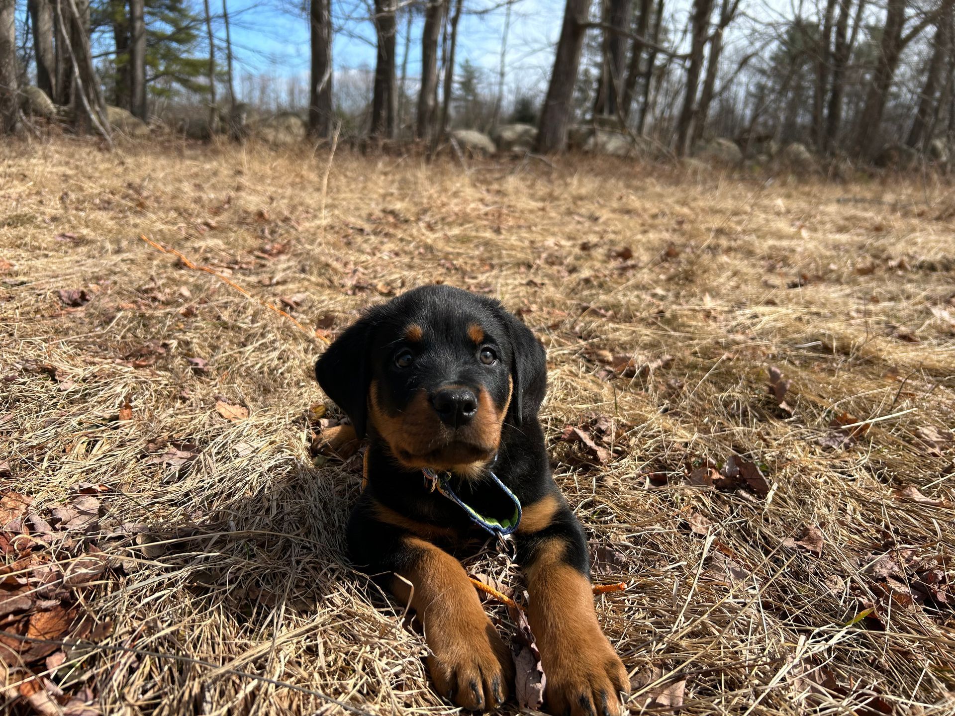 Black-and-tan puppy lying in dry grass outdoors with trees in the background