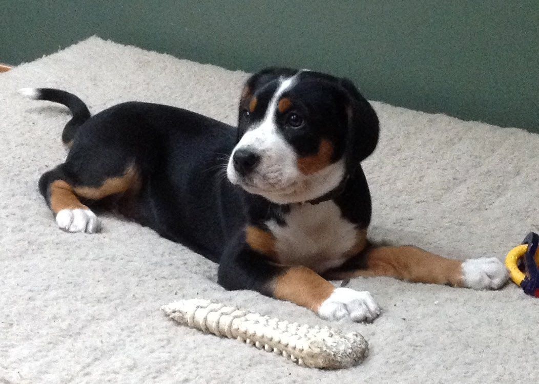 A tri-colored puppy with white, black, and tan markings lying on a beige rug next to a white chew toy.