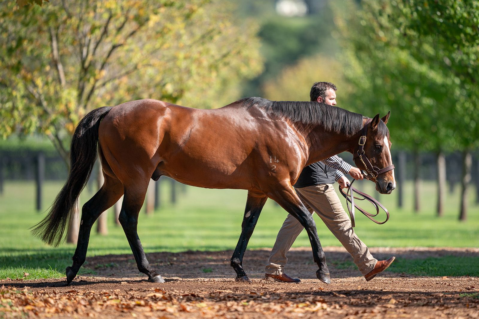 A man is walking a brown horse in a field.