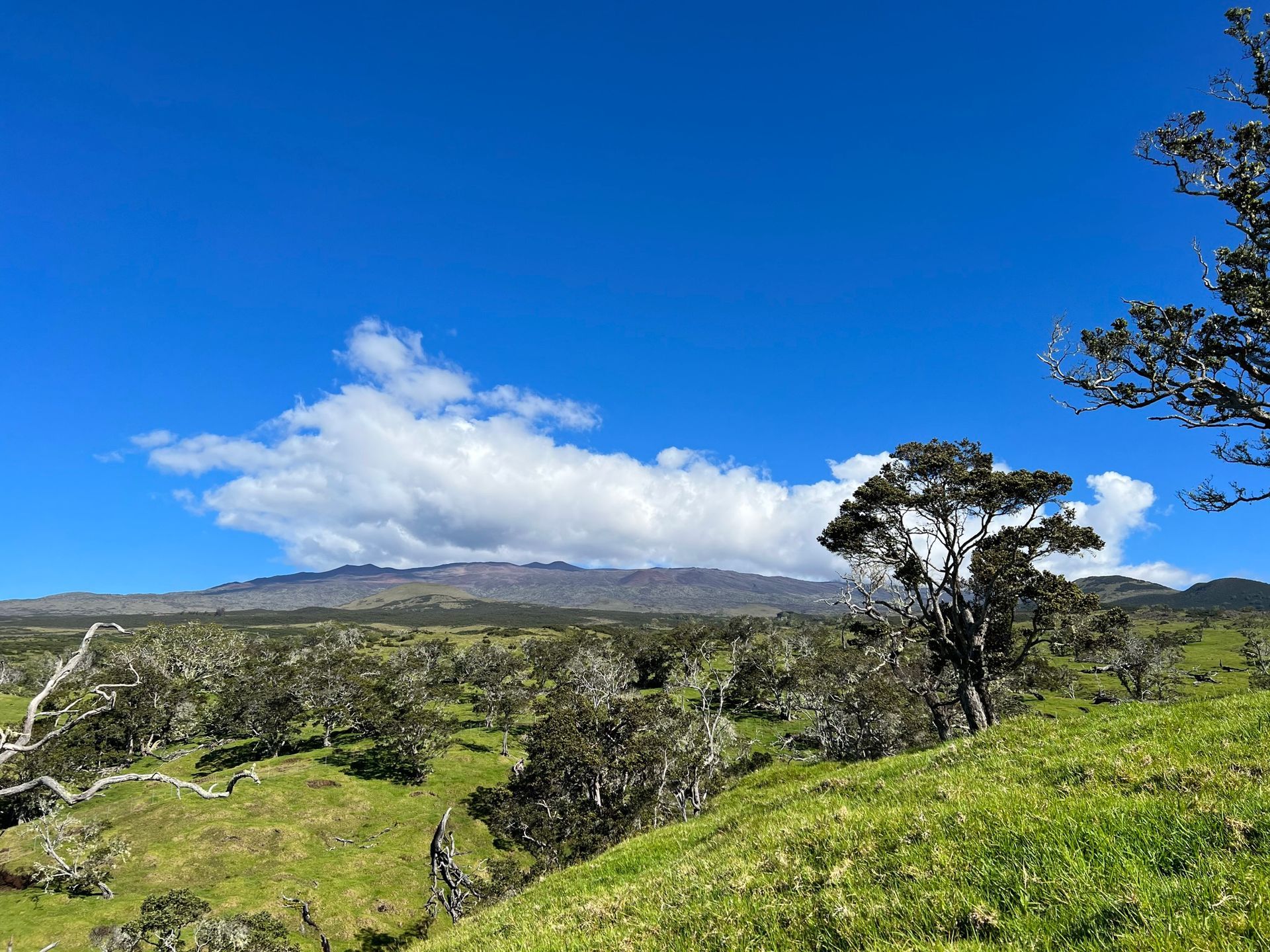 A lush green hillside with trees and mountains in the background