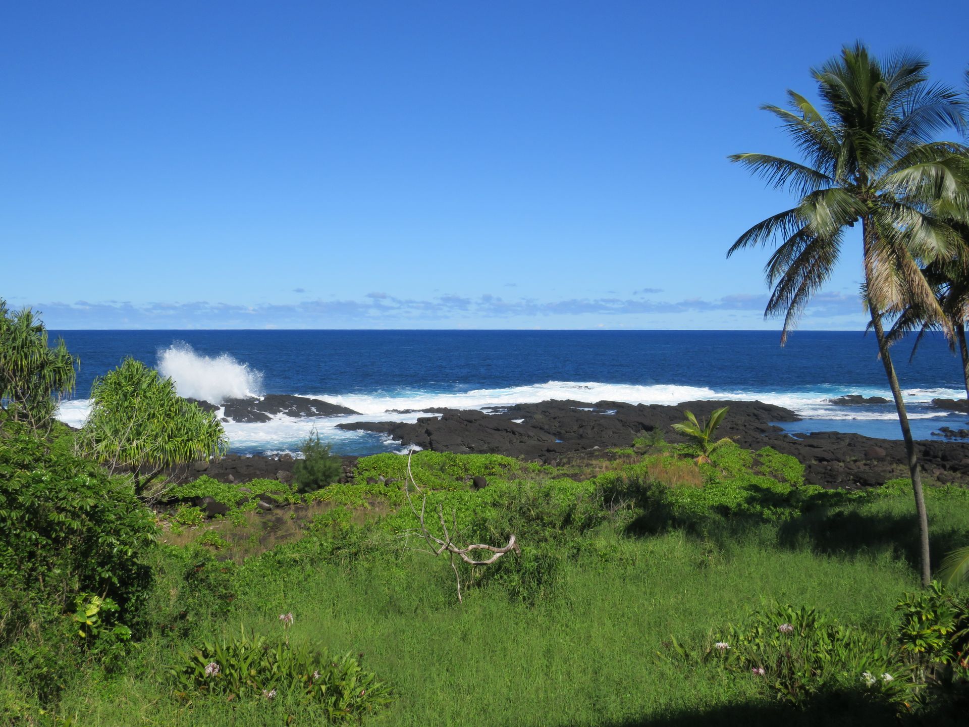A view of the ocean with a palm tree in the foreground