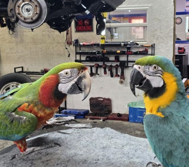 Two colorful parrots facing each other in a garage workshop, with a car lifted in the background. | Pine Island Auto