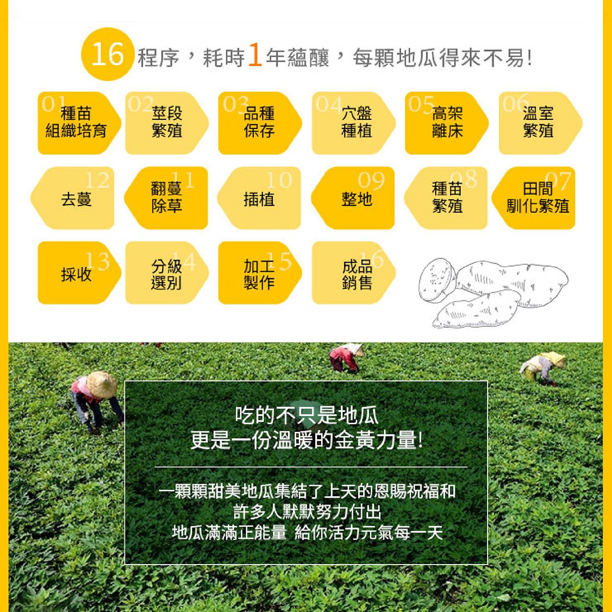 瓜瓜園-迷你冰烤番薯3KG (台農57號)