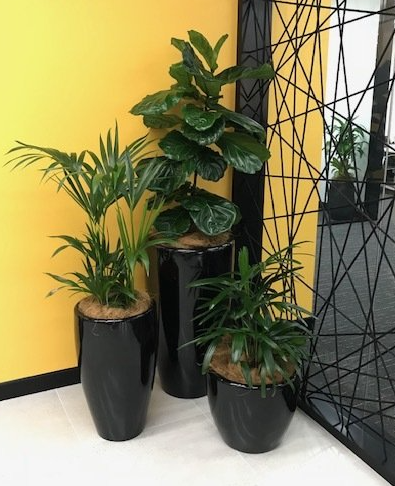 jindalee indoor plant service office house plants jindalee indoor plant service office house plants
