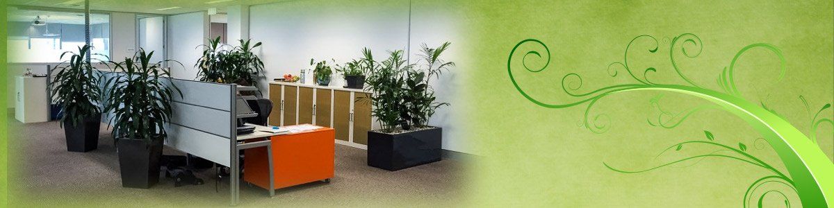 jindalee indoor plant service plant range jindalee indoor plant service plant range