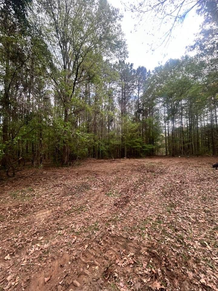 Leaf-covered clearing in a wooded forest with tall trees and a cloudy sky