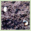 Soil