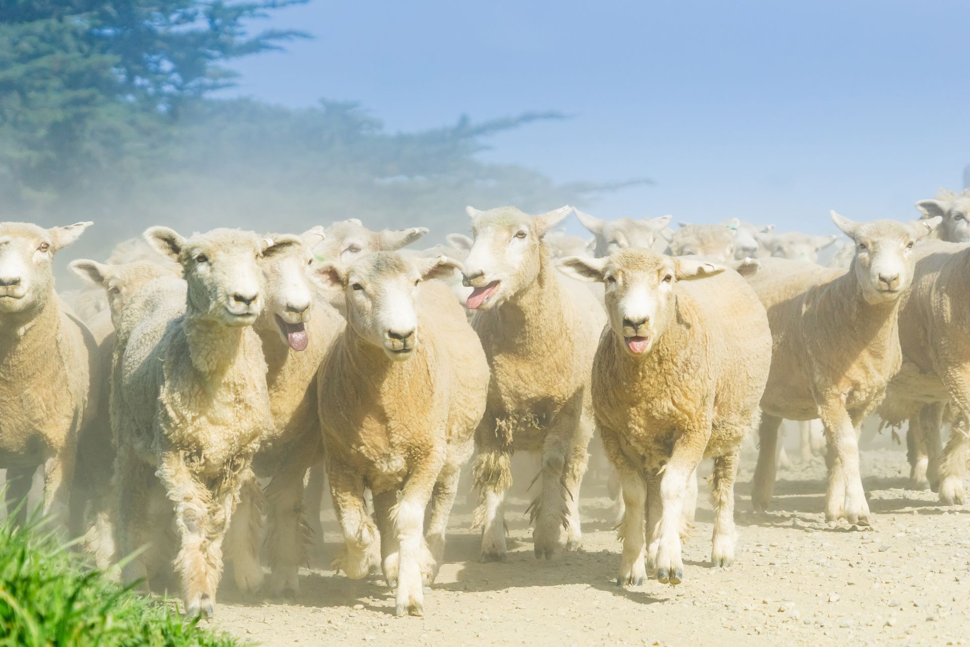 A herd of sheep are running down a dirt road.
