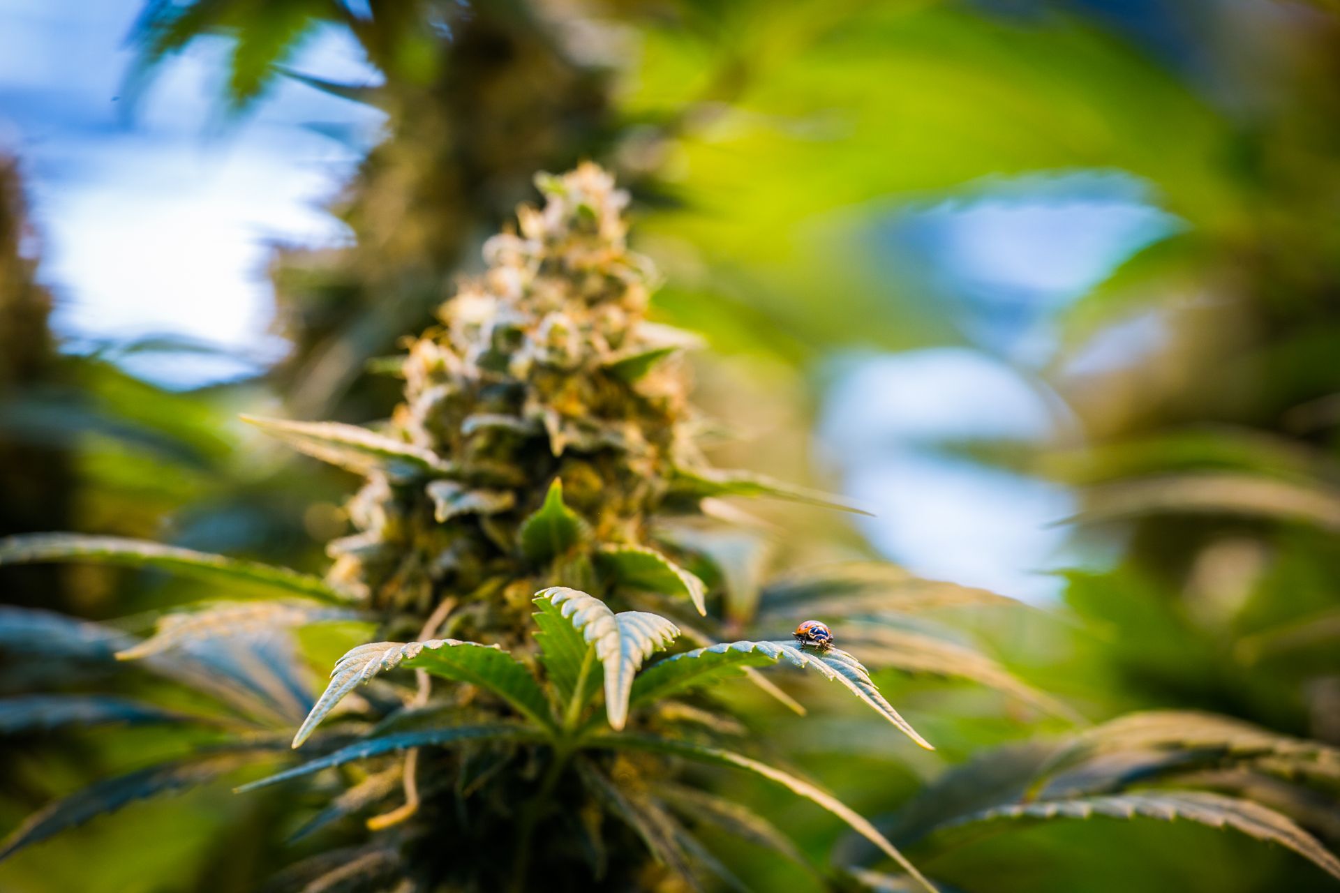 Close-up of a cannabis plant with green leaves and flowering — Las Vegas multi-family photography