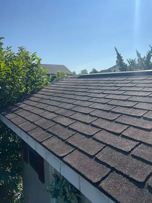 Sunlit brown shingled roof beside green trees under a clear blue sky Sunlit brown shingled roof beside green trees under a clear blue sky