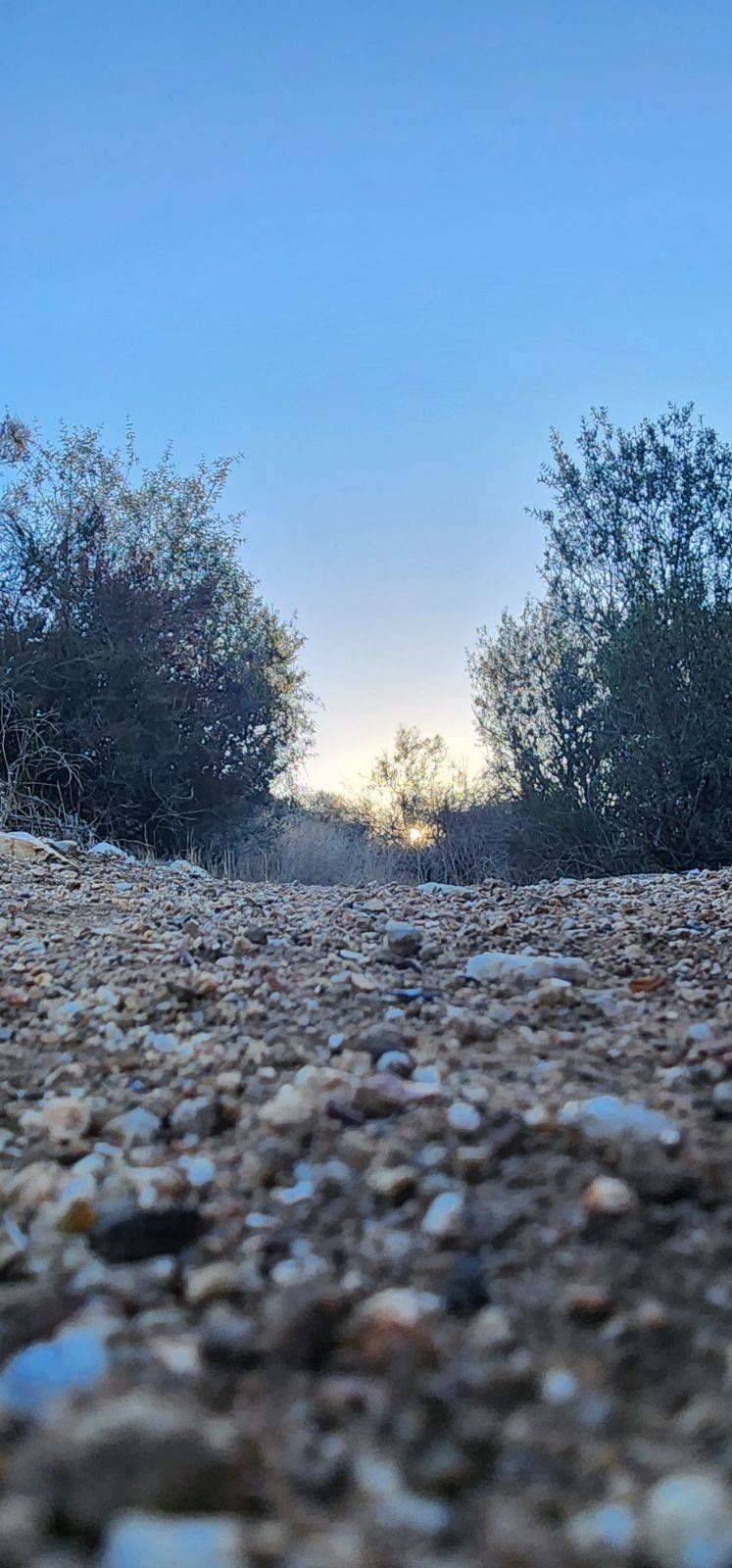 A low-angle view of a rocky, gravel path leading toward a soft sunrise between two silhouetted desert bushes.
