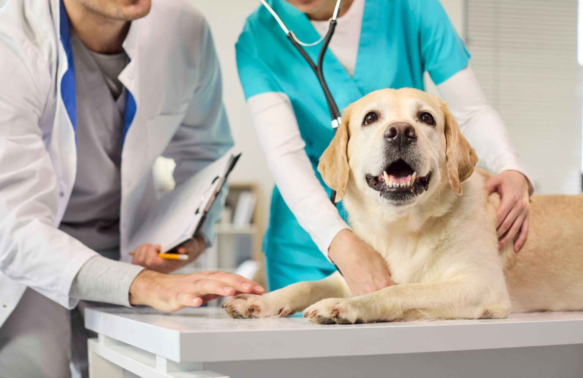 Veterinarian exam with a smiling golden retriever on a clinic table, two staff members nearby