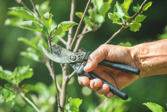 A person is cutting a tree branch with a pair of scissors. A person is cutting a tree branch with a pair of scissors.