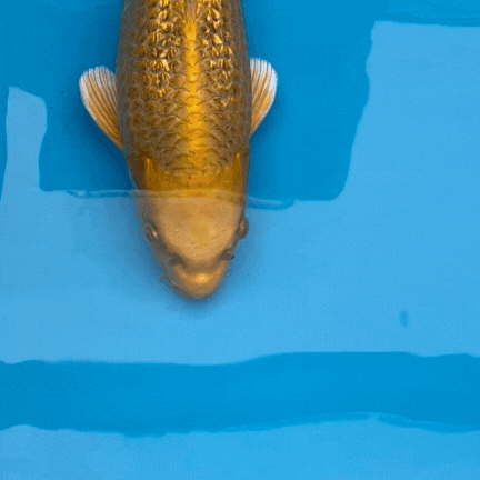 A goldfish is swimming in a blue pool.