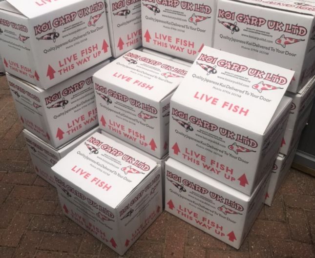 live fish