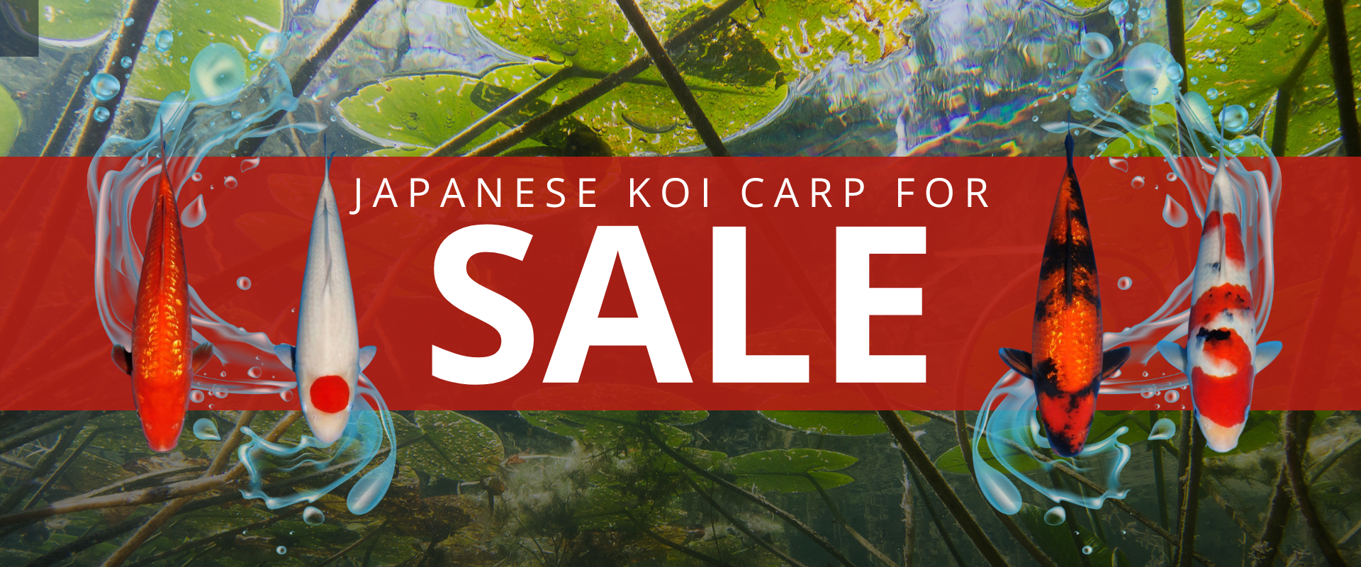 A banner for koi carp for sale with a picture of fish in a pond.