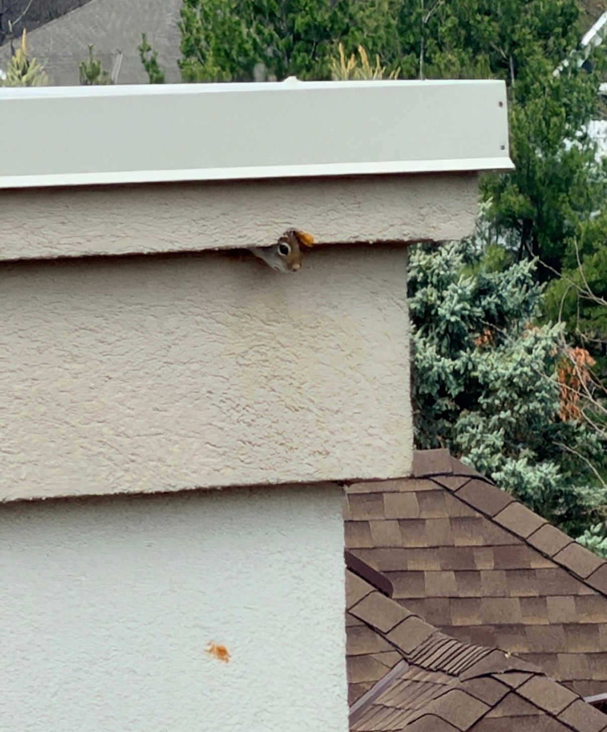Bird peeking from under a beige house eave near a shingled roof