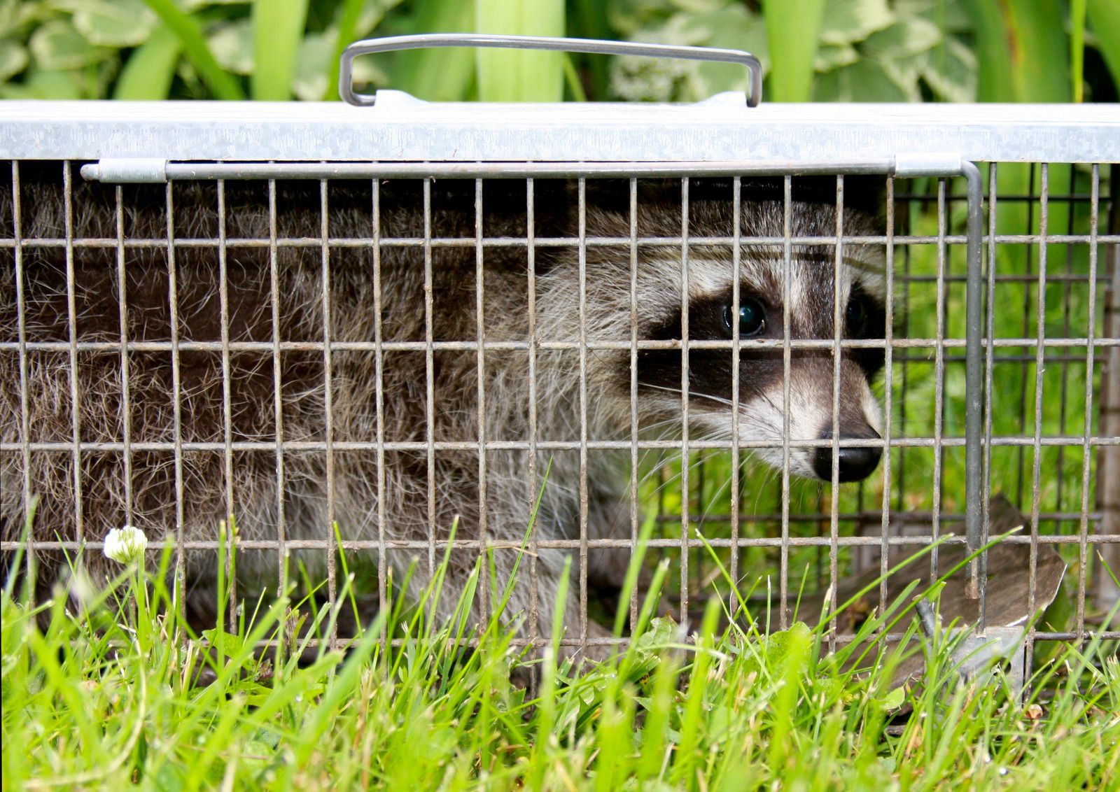 Raccoon inside a metal live trap in tall grass, looking out through the wire mesh.