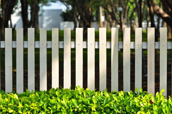 White picket fence behind bright green shrubs with blurred trees in the background