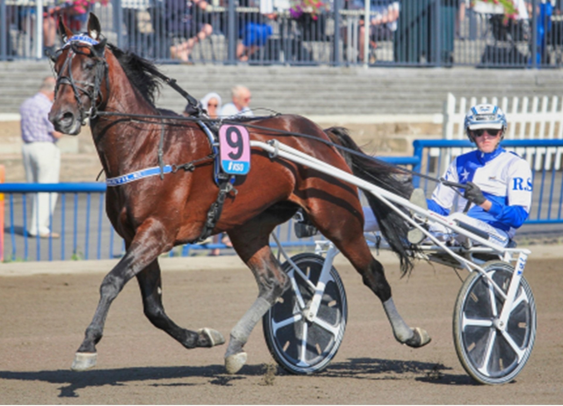 A look at the European horses in International Trot