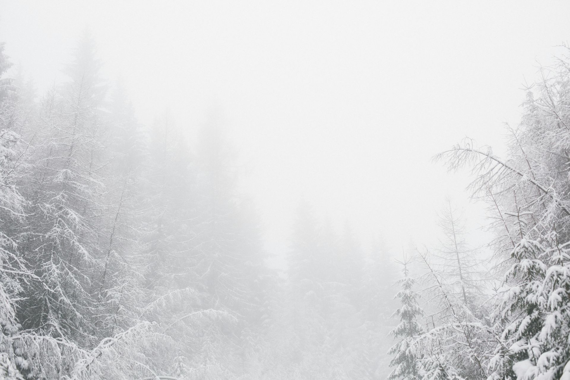 A snowy forest with trees covered in snow and fog